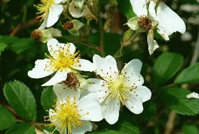 White wild roses1 jigsaw puzzle