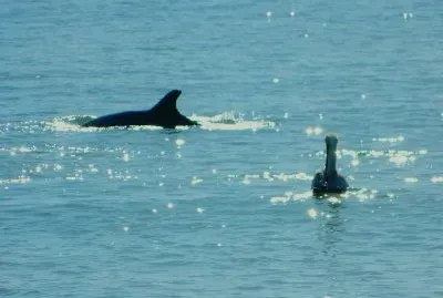 Fort Desoto Beach
