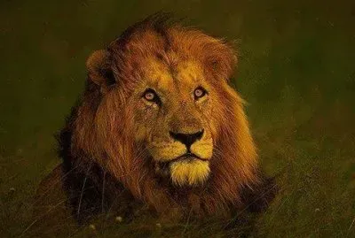 Big cats