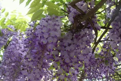 Glicinia