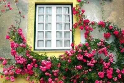 todo paisaje jigsaw puzzle