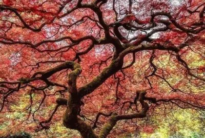 Lace leaf maple jigsaw puzzle