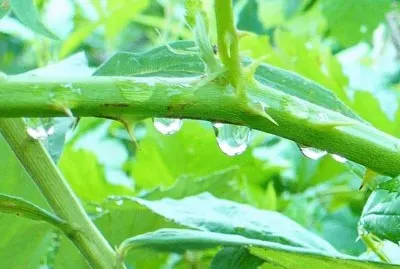 Raindrops on branches jigsaw puzzle