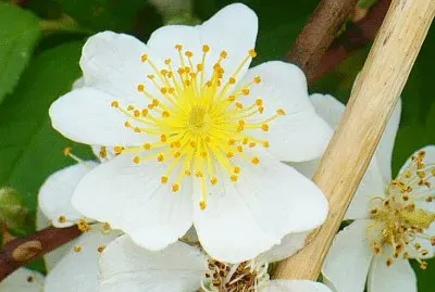 White wild rose2 jigsaw puzzle