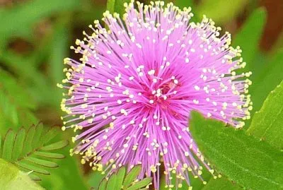 Mimosa flower