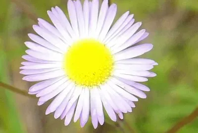 Lesser fleabane jigsaw puzzle