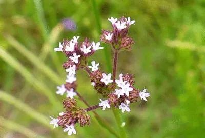 Tiny pale lavender wildflowers1