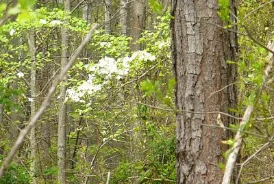 Dogwood flowers in woods