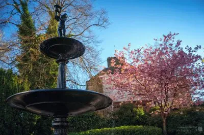 פאזל של Spring fountain blossom