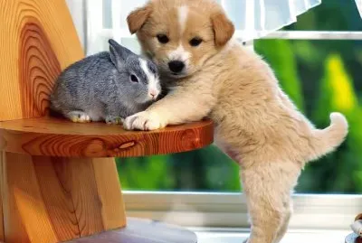 Amigos-Perrito-Conejo
