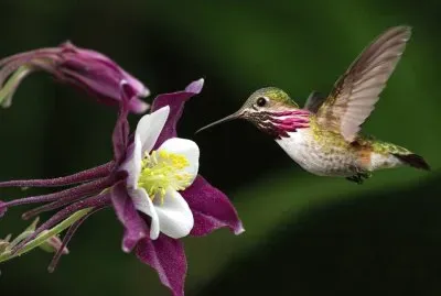 Colibri