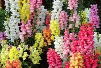 פאזל של Flowers