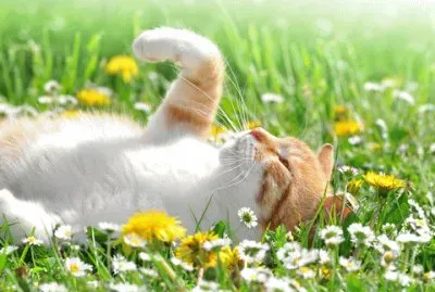 Cat Flowers