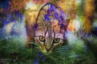 Bluebell Jungle Cat jigsaw puzzle