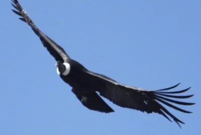 Condor