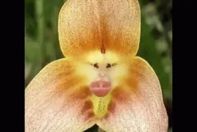 CARA DE MACACO jigsaw puzzle