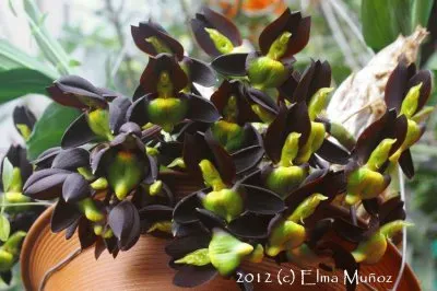 CATASETUM jigsaw puzzle