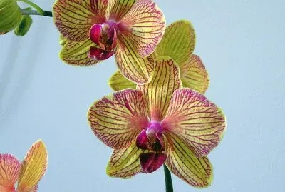 PHALAENOPSIS