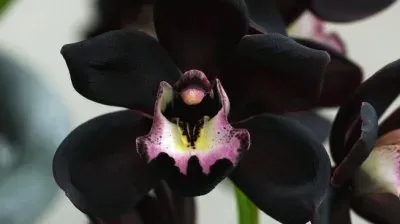 ORQUIDEA NEGRA