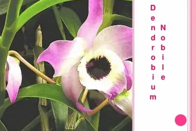 DENDROBIUM