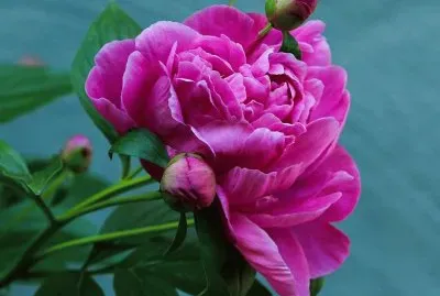 imagens jigsaw puzzle