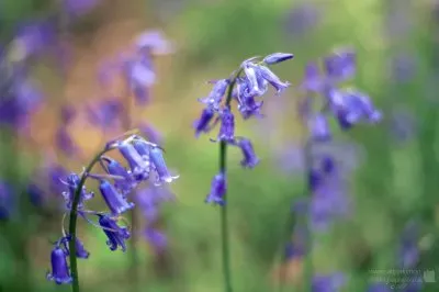 Bluebells jigsaw puzzle