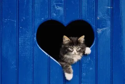 Amor-Gato