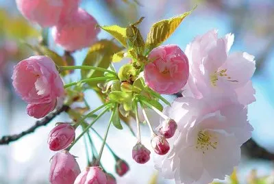 imagens jigsaw puzzle