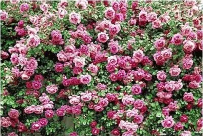 spring-165 jigsaw puzzle