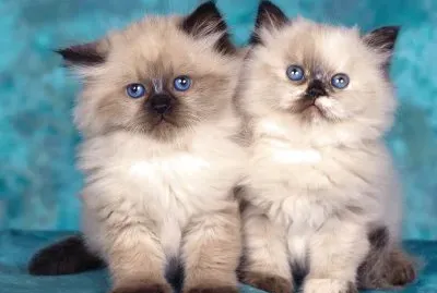Gatitos-Persas-