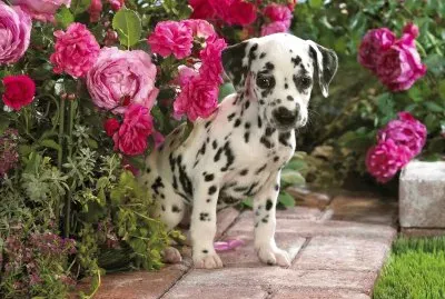 Cachorrito