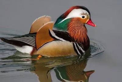 Pato-Mandarin