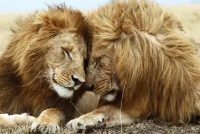Leones-Amor