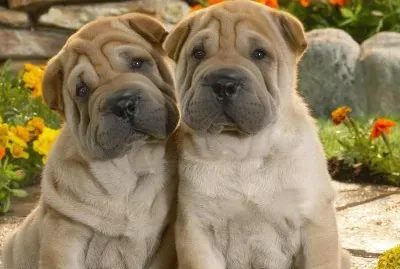 Cachorros (2) jigsaw puzzle