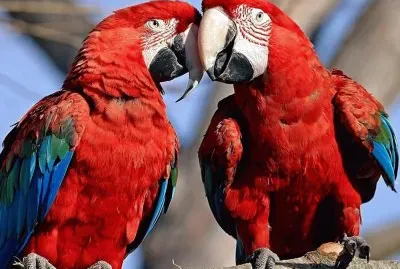 parrots_color_