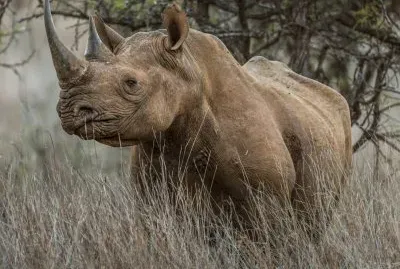 Rhino