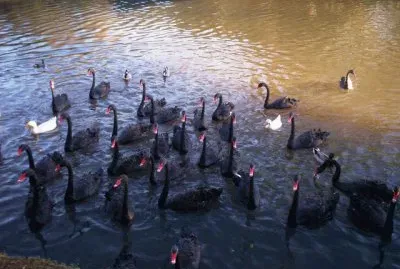 Flores e Animais
