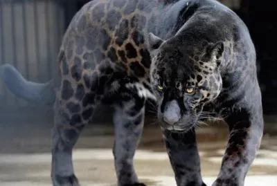 Big cat