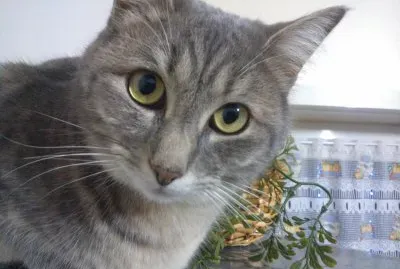 Pallina, la mia gattina