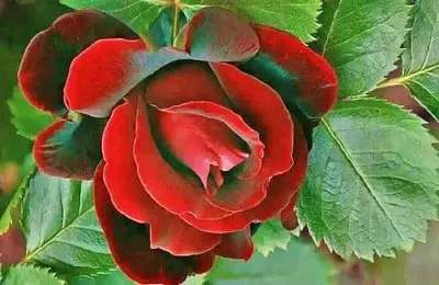 rosa roja jigsaw puzzle