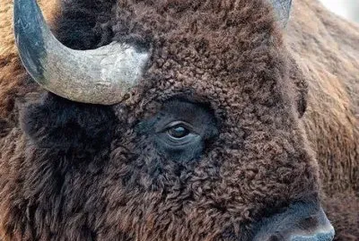 bison
