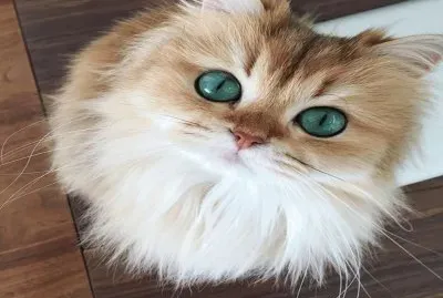 Lindo Gatito