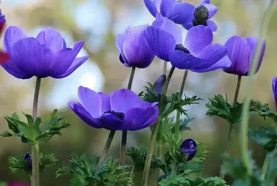 פאזל של imagens