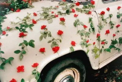 פאזל של red flowers