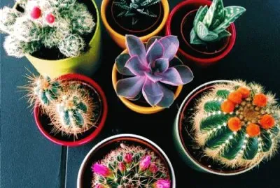 פאזל של cactus