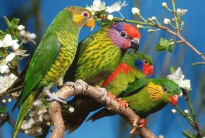 פאזל של Pajaros
