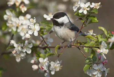 פאזל של Pajarito Primaveral
