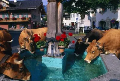 Fuente de Vacas