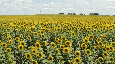 En Trenque Lauquen. Buenos Aires. Argentina jigsaw puzzle