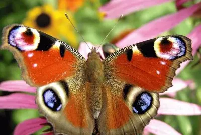 Mariposa jigsaw puzzle